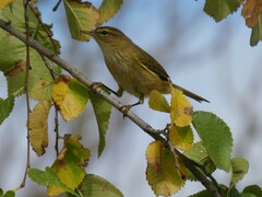 Phylloscopus
