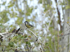 Parus major
