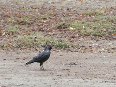 Corvus monedula