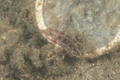 Oxycheilinus bimaculatus
