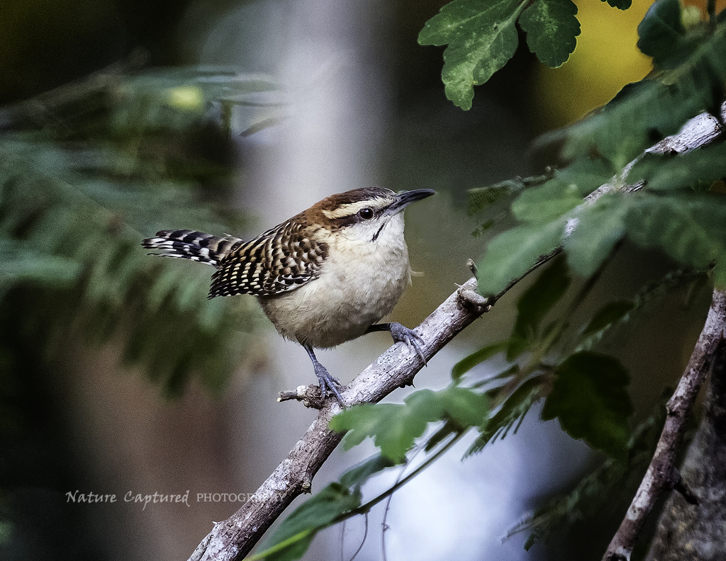 Russet-naped Wren photo