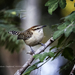 Sclater's Wren - Photo (c) bturnbull, some rights reserved (CC BY-NC)