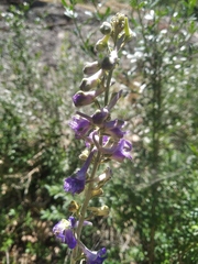Delphinium fissum