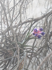 Tillandsia aeranthos