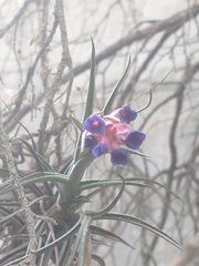 Tillandsia aeranthos