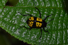 Cuphotes adelphus