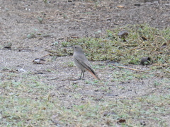 Phoenicurus ochruros