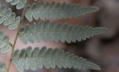 Pteridium feei