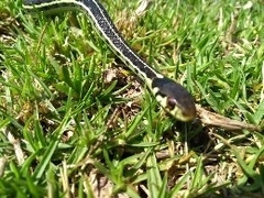 Thamnophis pulchrilatus