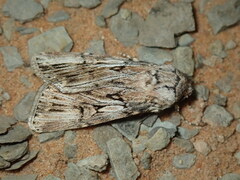 Agrotis herzogi