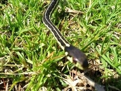 Thamnophis pulchrilatus