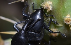 Cactophagus spinolae validus