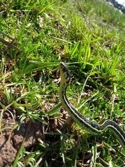 Thamnophis pulchrilatus
