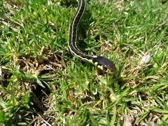 Thamnophis pulchrilatus