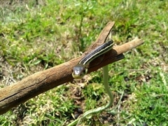 Thamnophis pulchrilatus