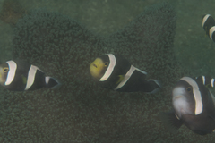Amphiprion polymnus