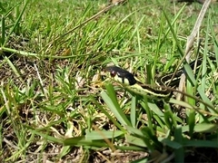 Thamnophis pulchrilatus