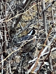 Periparus rubidiventris