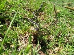Thamnophis pulchrilatus