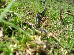 Thamnophis pulchrilatus