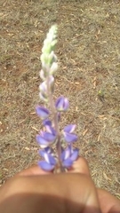 Lupinus montanus