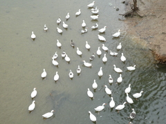 Anser anser domesticus