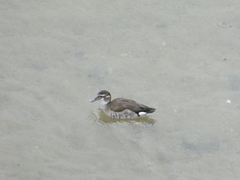 Callonetta leucophrys