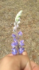 Lupinus montanus
