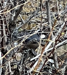 Periparus rubidiventris