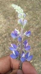 Lupinus montanus