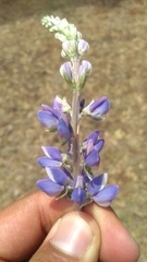 Lupinus montanus
