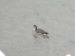 Callonetta leucophrys