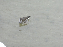 Callonetta leucophrys