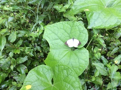Leptophobia aripa