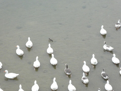 Callonetta leucophrys