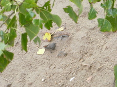 Phoenicurus ochruros