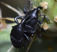 Cactophagus spinolae validus
