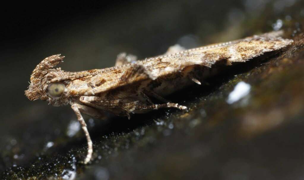 Bagdadia longanae