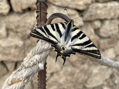 Iphiclides feisthamelii