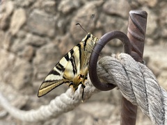 Iphiclides feisthamelii