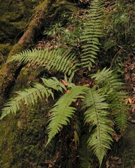 Dryopteris wallichiana