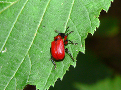 Apoderus coryli