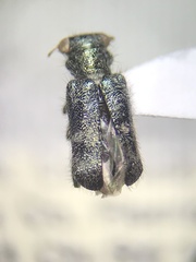 Phyllobaenus