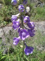 Delphinium fissum