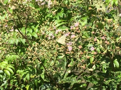 Hesperocharis paranensis