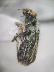 Phyllobaenus