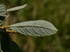 Salix cinerea