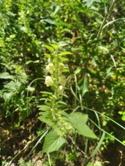 Scutellaria albida