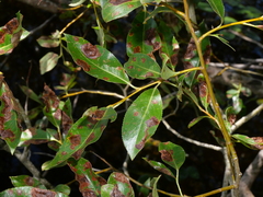 Salix pentandra