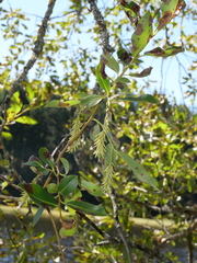 Salix pentandra